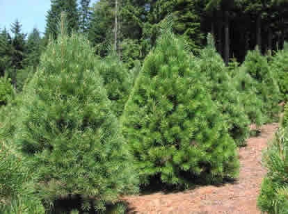 Scotch Pine Scotch Pine