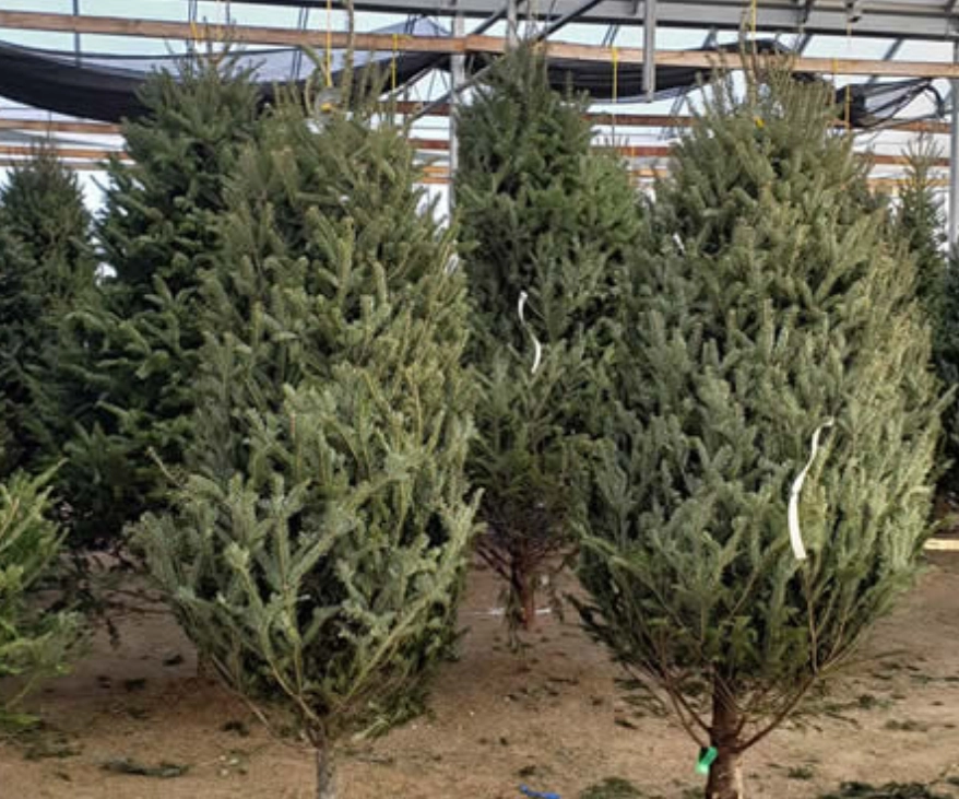 Balsam Fir Balsam Fir