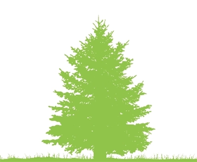 Balsam Fir Balsam Fir