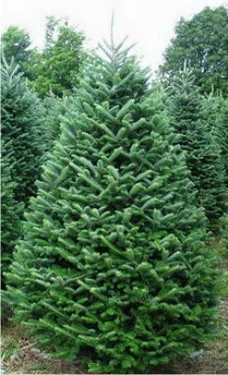 Fraser Fir Fraser Fir