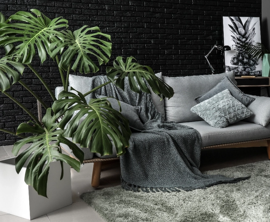 House Plants House Plants