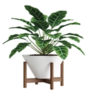 Houseplants Houseplants