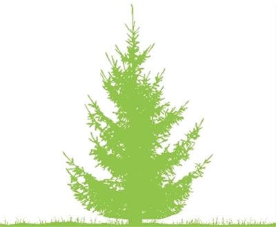 Manitoba Spruce Manitoba Spruce