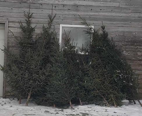 Manitoba Spruce Manitoba Spruce