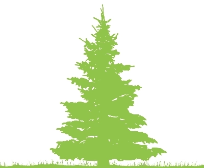 Scotch Pine Scotch Pine
