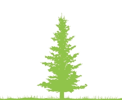 White Pine White Pine